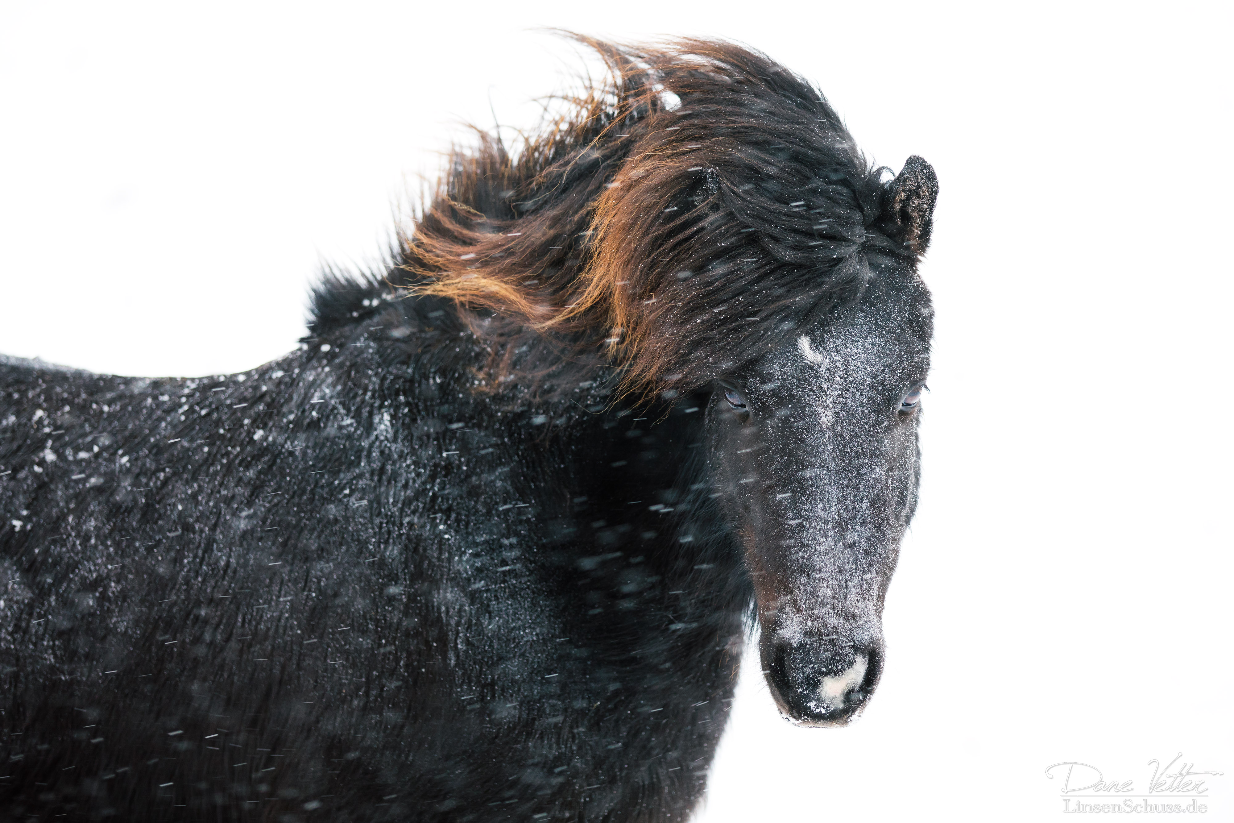Black Beauty